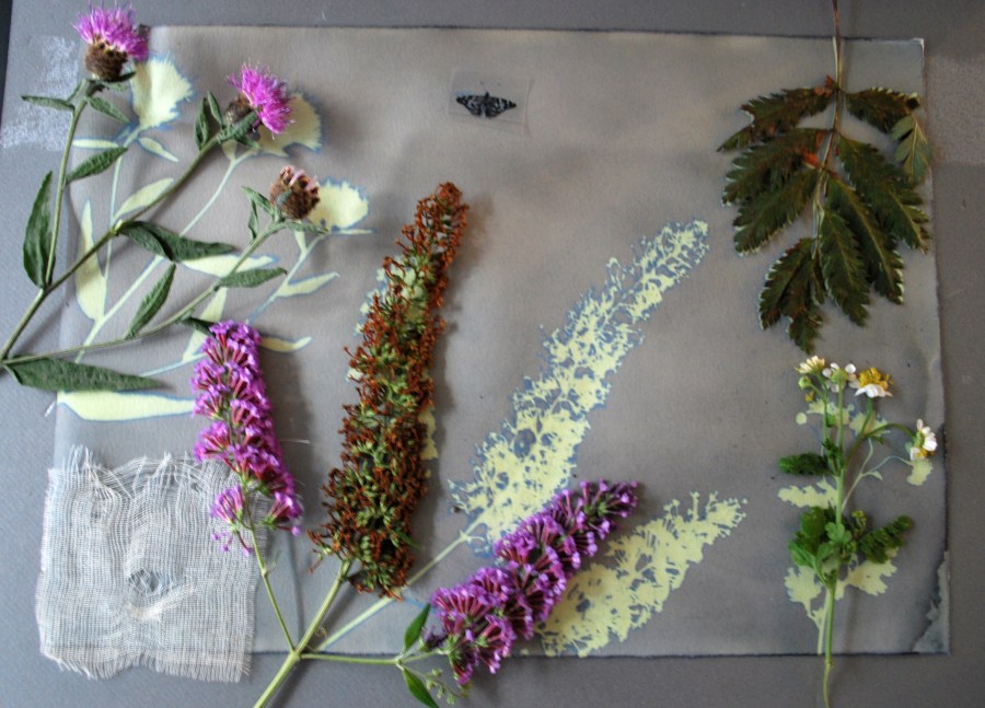 cyanotype exposure of leaves and plants a
